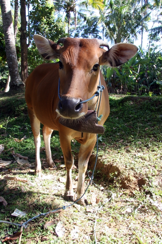 Cow, Bali Tirtagangga Indonesia.jpg